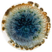 Salar V 2024 Seawater sediments, laminariales, and cyanotype emulsion on a clock glass 8 cm Ø  Unique piece