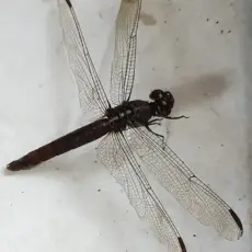 libelula_belalimenes