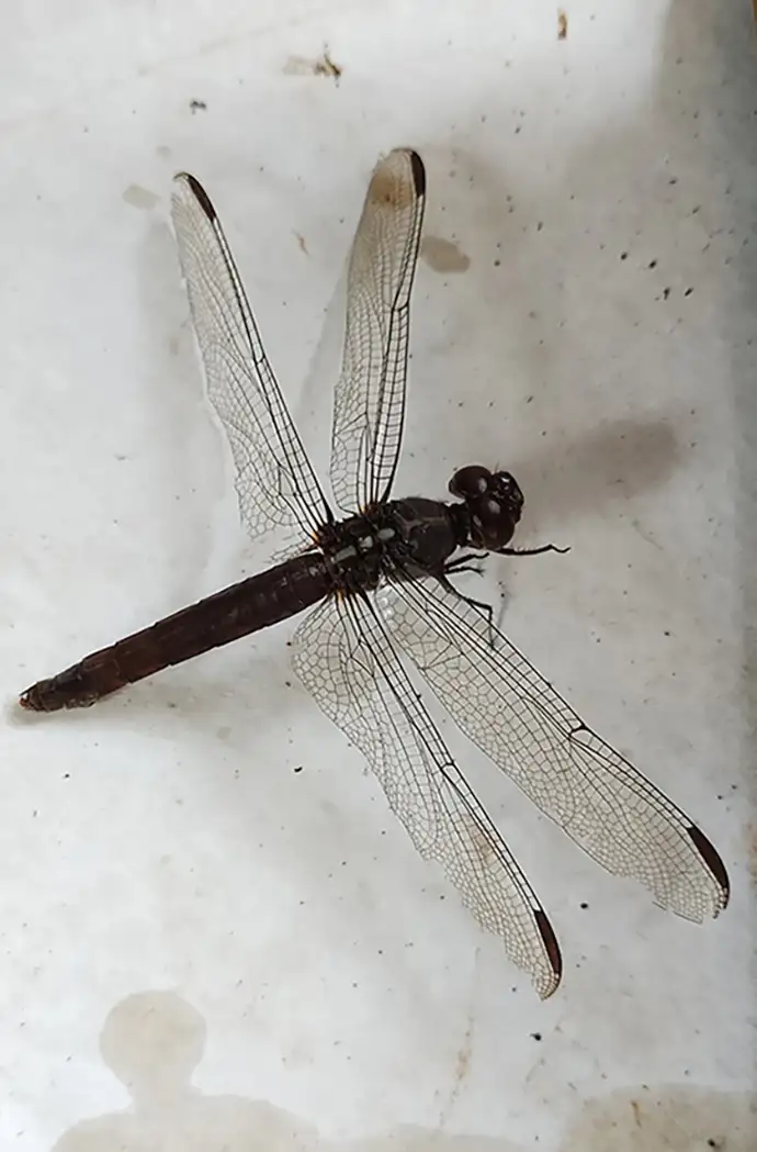 <p>Libélula. Fotografía digital, 2025</p>

