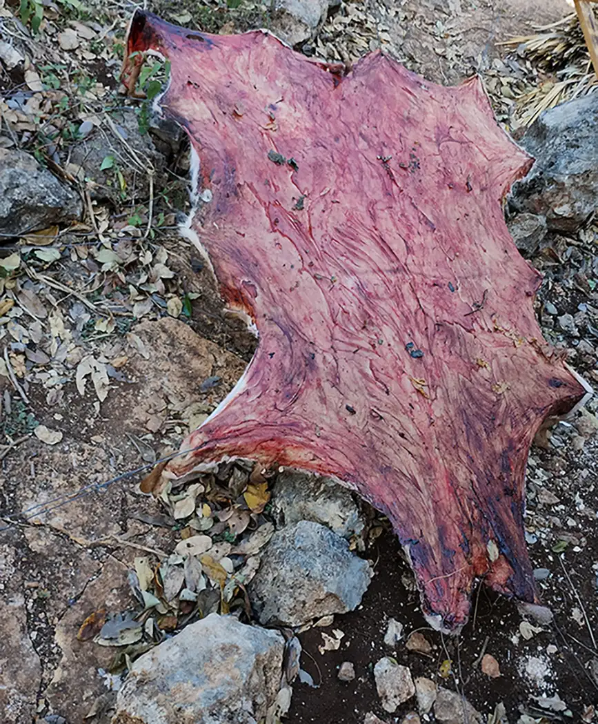 <p>Piel de venado. Fotografía digital, 2025</p>
