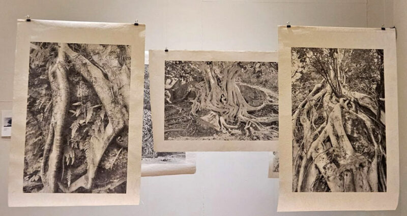 Raices del cielo. Instalación fotográfica, 2025