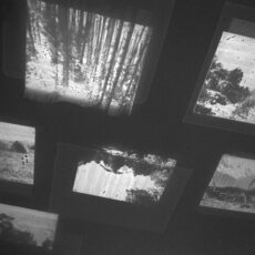 moreschicelia_bosques02